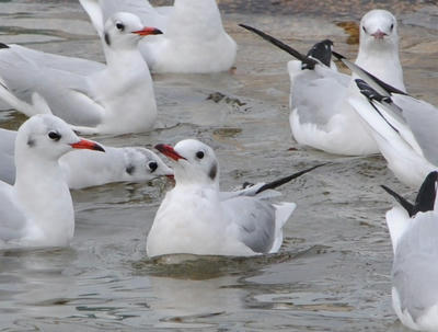 カモメのくせにｗ