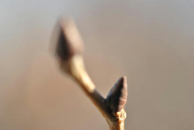 ちょっとピンずれ