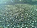20070617hasu.jpg