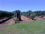 winery