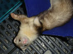 fu0018.jpg