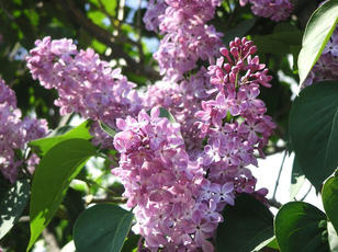 lilac.jpg