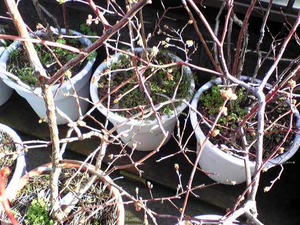 ブルーベリー2010.02.27