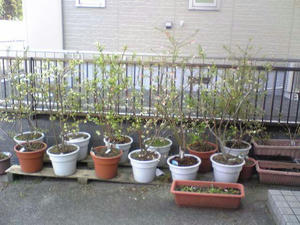 blueberry20100409.jpg