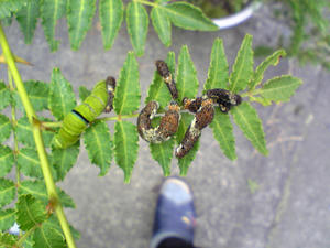 アゲハの幼虫2010.05.30