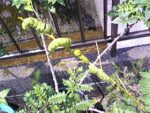 ナミアゲハの幼虫