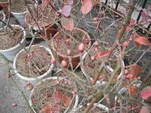 ラビットアイ系ティフブルーの芽