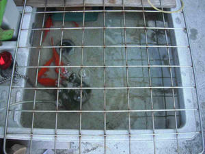 金魚を飼育する流し台