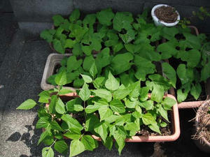 成長したインゲン