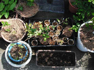 挿し木したブルーベリー