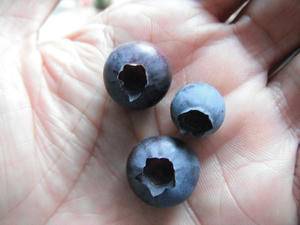 初収穫のブルーベリー