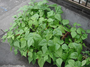 インゲンとエダマメ