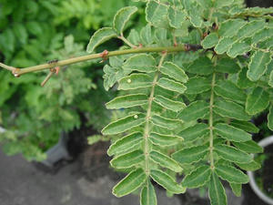 ナミアゲハの卵