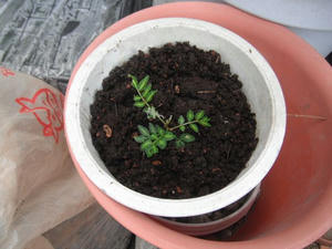 移植したサンショウ