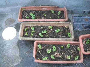 インゲンの発芽