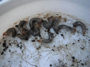 コガネムシの幼虫