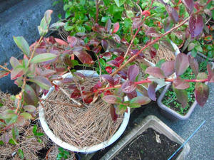 チャンドラーの紅葉