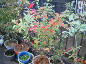 ブルーシャワーの紅葉