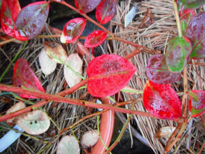 ブルーベリーの紅葉（オニール）