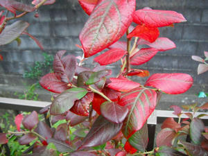 ブルーベリーの紅葉（プル）