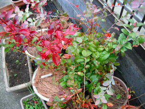 紅葉のチャンドラーと緑色のままのスパータン