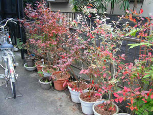 ブルーベリーの紅葉