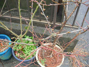 サンショウの木