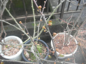 サンショウの木2012/03/18