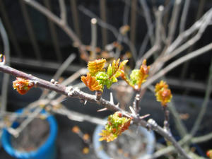 サンショウの葉2012/03/20