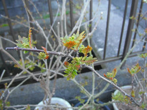 サンショウ2012/03/25