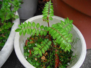 サンショウの木2012/04/16