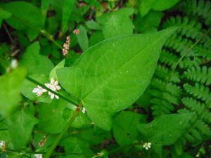 （2012/10/28）<br />