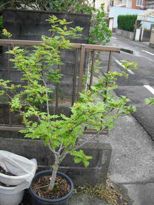 サンショウの木