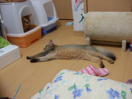 DSCF13699.jpg