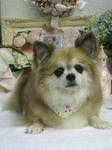 4550433f.jpg