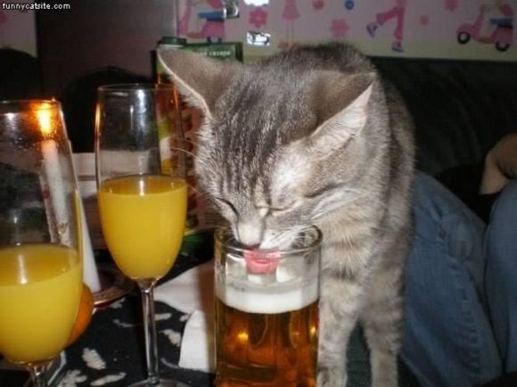 ビールを 飲む 猫;