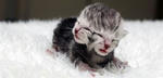 CAT_PIXEL_SIZE_385X_436424a.JPG