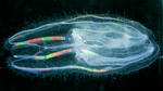 090317-jellyfish_big.jpg