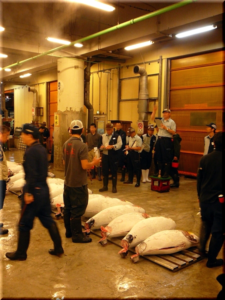 築地市場<br><br>日本最大・世界最大級の魚市場で、日本を代表する卸売市場。<br>「豊洲新市場」へと移転の計画もあるが、結論はまだ出ていない。