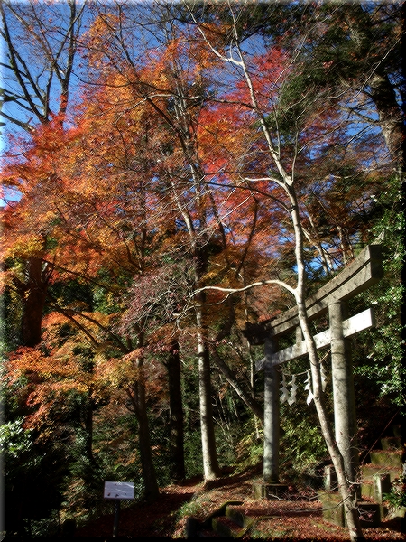 秩父御嶽神社(ちちぶおんたけじんじゃ)<br><br>木曽御嶽山行者の鴨下清八氏によって1895年(明治28年)に開かれた神社。<br>のちに神苑とする東郷公園が整備され、現在は有名な紅葉スポットになっている。