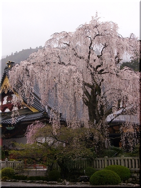 身延山久遠寺・シダレザクラ