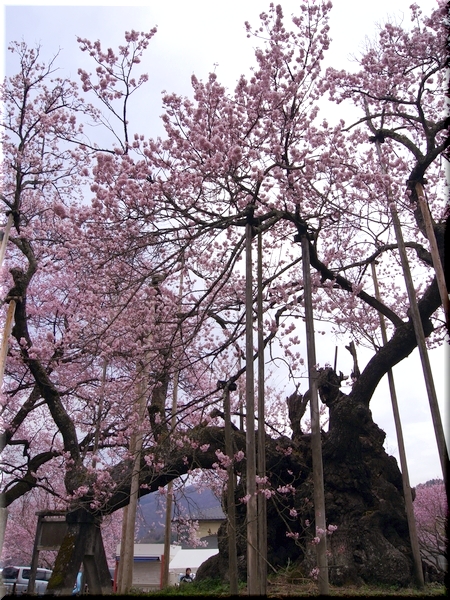 山高神代桜(やまたかじんだいざくら)