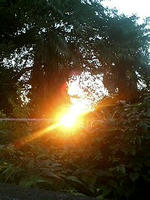 森の逆光線