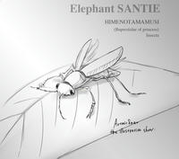 ヒメノタマムシ