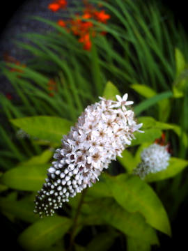 PICT0007.jpg