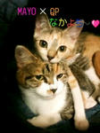 QP & マヨ