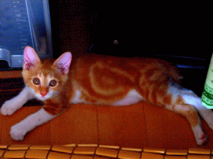 k6.gif
