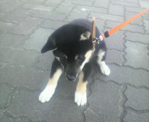 はじめての首輪