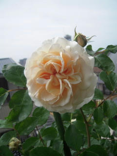 DSCN4567.jpg