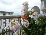 P1000615.jpg